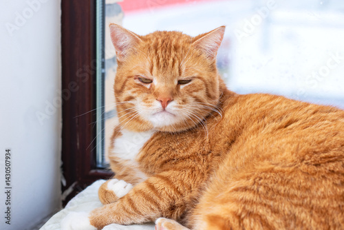 Wallpaper Mural An orange and white cat is comfortably laying on a window sill Torontodigital.ca