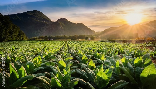 A vibrant tobacco field stretches under a golden sunset, surrounded by lush mountains, creating a serene and picturesque landscape.