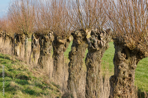 Partly pruned and bare pollard willows in a row in early spring in Friesland The Netherlands
