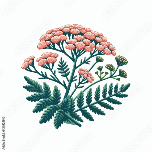 plant, yarrow, background, blossom, flower, nature, herb, medicine, garden, white, bloom, natural, leaf, green, floral, achillea millefolium, beautiful, achillea, herbal, petal, milfoil, blooming, flo