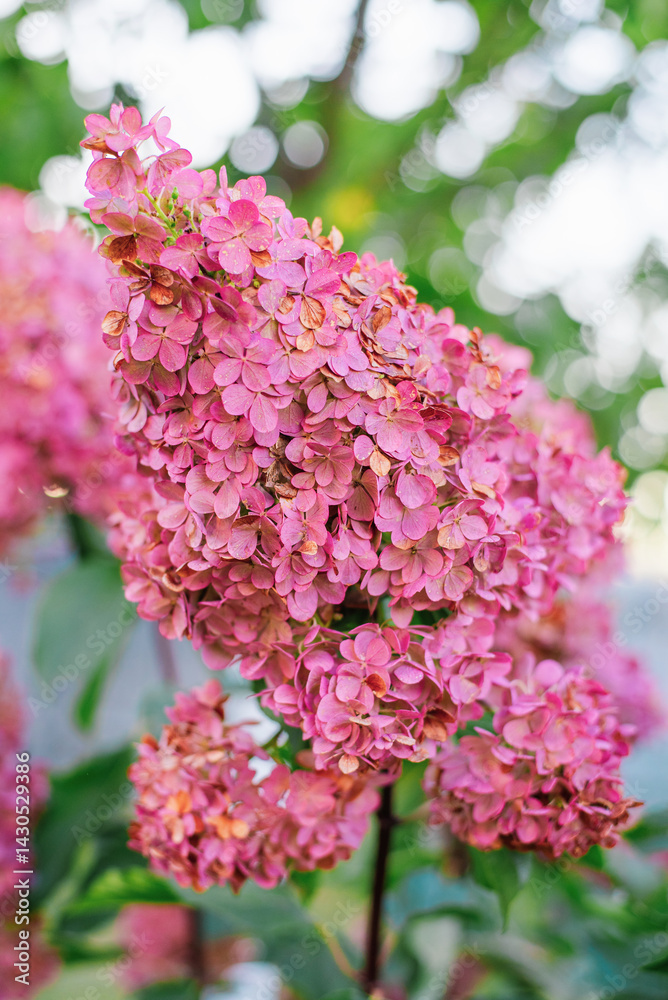 Blooming Hydrangea Vanilla Fraise in Summer Garden