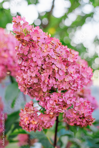 Obraz na płótnie Blooming Hydrangea Vanilla Fraise in Summer Garden w salonie