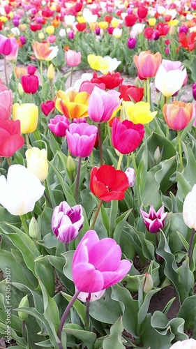 Blühende Tulpen auf einem Tulpenfeld in den Niederlanden