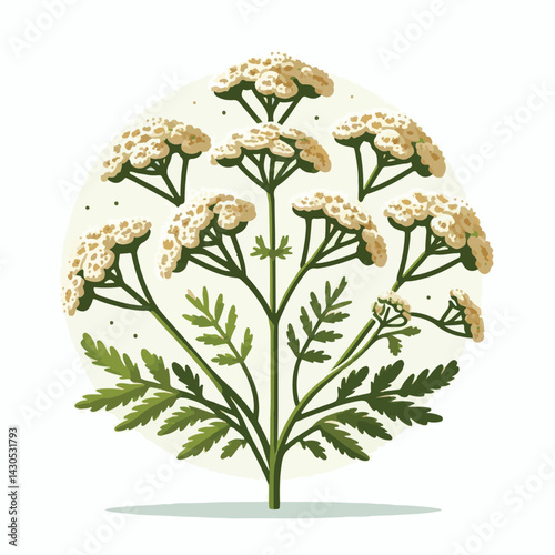 plant, yarrow, background, blossom, flower, nature, herb, medicine, garden, white, bloom, natural, leaf, green, floral, achillea millefolium, beautiful, achillea, herbal, petal, milfoil, blooming, flo