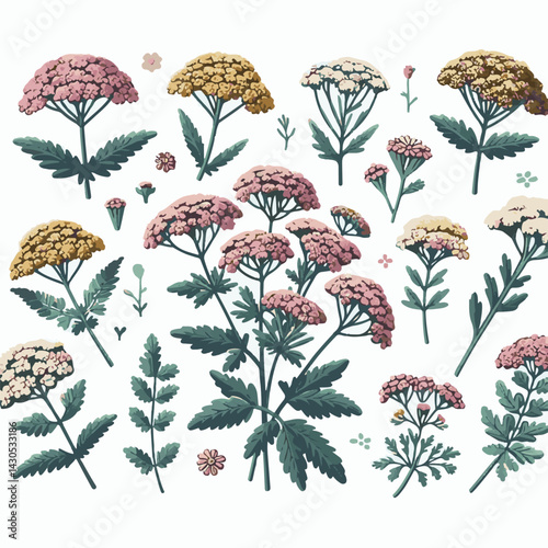 plant, yarrow, background, blossom, flower, nature, herb, medicine, garden, white, bloom, natural, leaf, green, floral, achillea millefolium, beautiful, achillea, herbal, petal, milfoil, blooming, flo