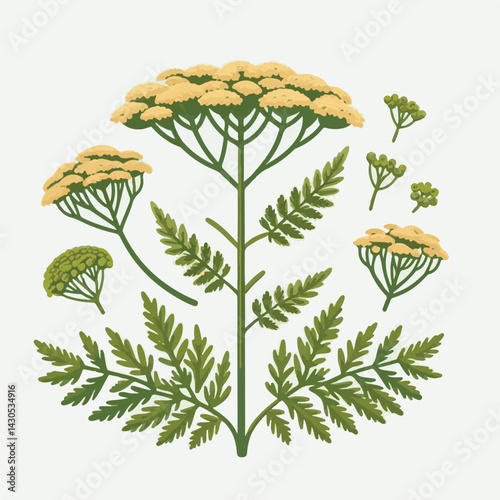plant, yarrow, background, blossom, flower, nature, herb, medicine, garden, white, bloom, natural, leaf, green, floral, achillea millefolium, beautiful, achillea, herbal, petal, milfoil, blooming, flo
