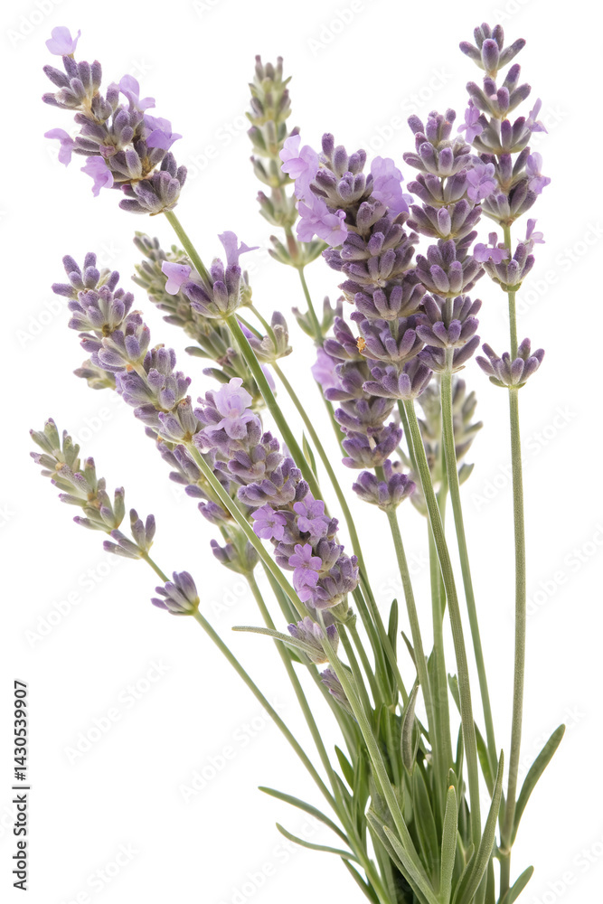 Naklejka premium lavender flowers isolated on white background