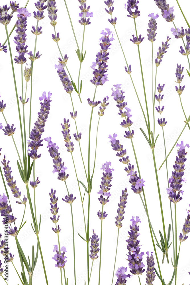 Naklejka premium lavender flowers seamless pattern