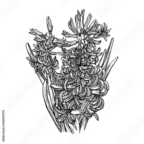 Drawing of Hyacinth flower. Pen and ink drawing. Hand drawn flower illustration. Vector garden plant drawing. Hand-drawn nature design element. Not AI generated.