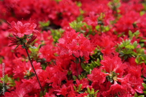 キリシマツツジの鮮やかな赤い花