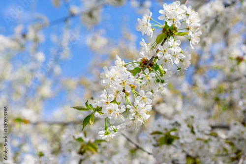Cherry Blossom, Close-up of white cherry blossoms in spring