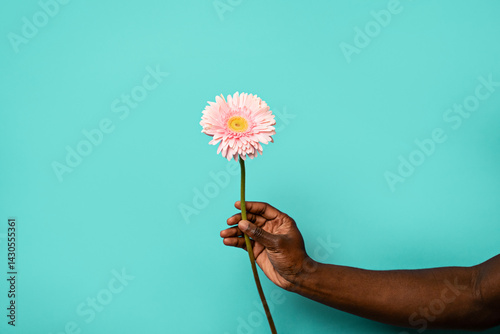 Hand of african man holding vibrant gerbera flower on blue background
