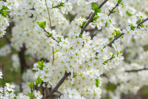 Cherry Blossom, Close-up of white cherry blossoms in spring