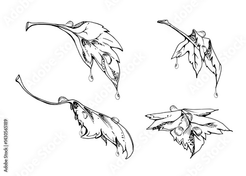 Green leaves in water dew drops. Bush tree foliage hand drawn in vector ink, Currant gooseberry maple sycamore avens. Isolated botanical illustration. Florist shop, herbal cosmetics, eco gardening