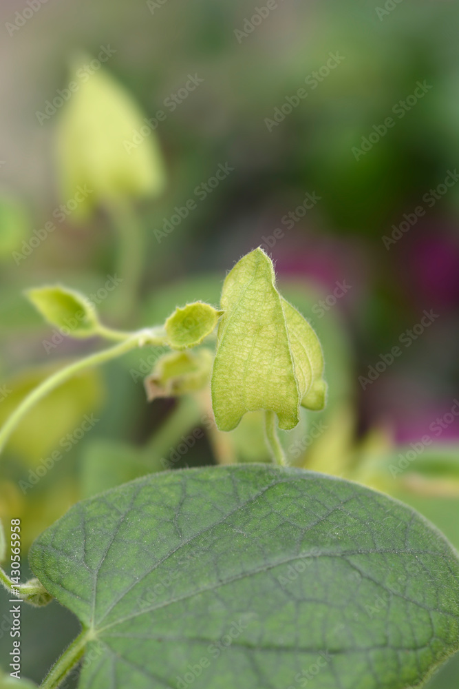 Black-eyed Susan vine flower bud (scientific name - Thunbergia alata)