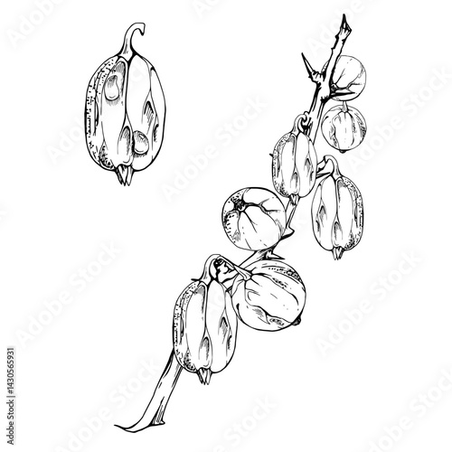Gooseberry Currant hanging on thorny branch, ripe garden berry juneberry casseille jostaberry vector ink hand drawn. Isolated botanical illustration. Home preserves, cookbook, grocery store stationery