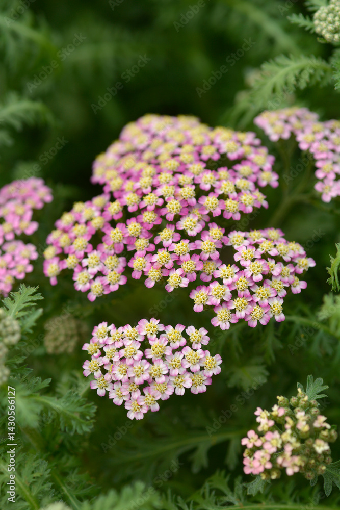 Pink yarrow Milly Rock Rose flowers (scientific name - Achillea millefolium)