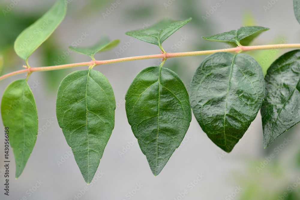 Glossy abelia Edward Goucher leaves (scientific name - Abelia grandiflora)