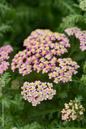 Obraz na płótnie Pink yarrow Milly Rock Rose flowers (scientific name - Achillea millefolium) w salonie