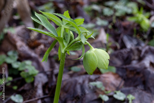 A beautiful helleborus (Helleborus odorus) close-up