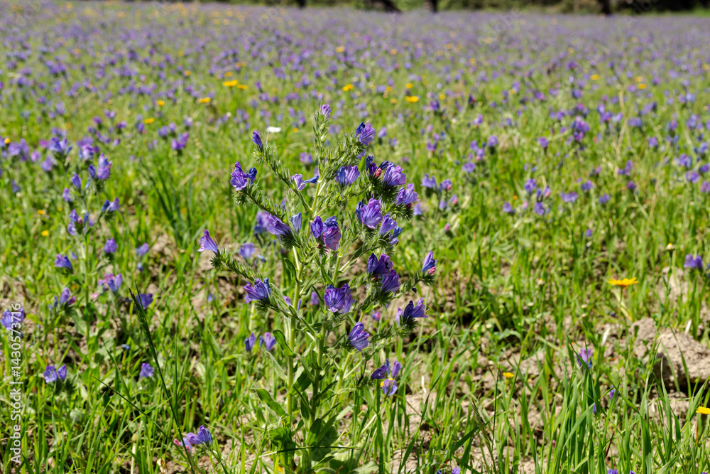 Naklejka premium Poisonous plant (Echium plantagineum)grows on a spring day close-up