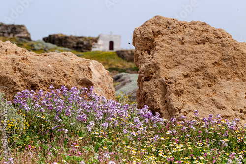 Close-up view of spring meadow (Greece)