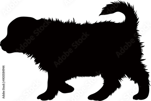 silhouette of a dog. Bernese Mountain Dog