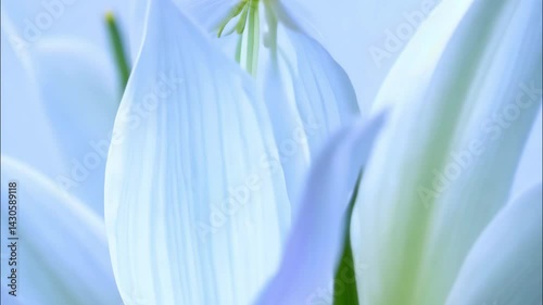 Horizontal video, white flower close-up on a blue-white-purple background