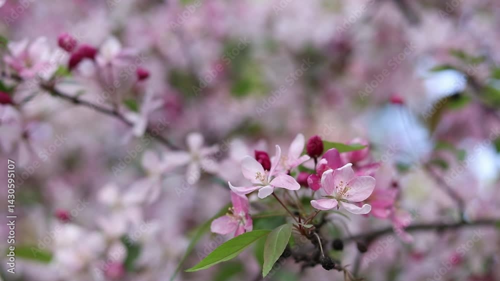 Apple tree in full bloom. Beautiful pink flowers of ornamental apple tree with soft focus. Flowers close-up. Spring background. Blooming apple tree in the park. Peaceful nature background Apple tree in full bloom. Beautiful pink flowers of ornamental apple tree with soft focus. Flowers close-up. Spring background. Blooming apple tree in the park. Peaceful nature background