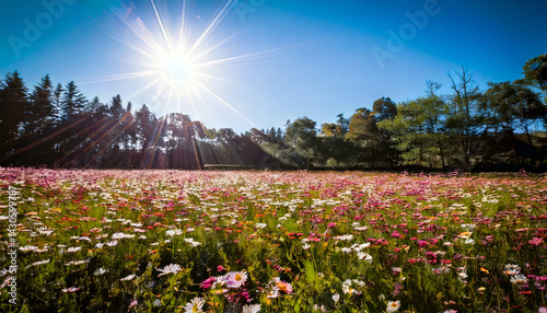 Obraz na płótnie vibrant flower field with pink and white daisies stretches under clear blue sky, illuminated by bright sun. scene is peaceful and picturesque, surrounded by lush trees w salonie
