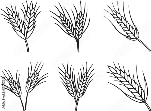 set of wheat line art, black outline, vector and illustration, coloring book page line art drawing