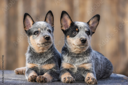 two puppy Australian Cattle Dog