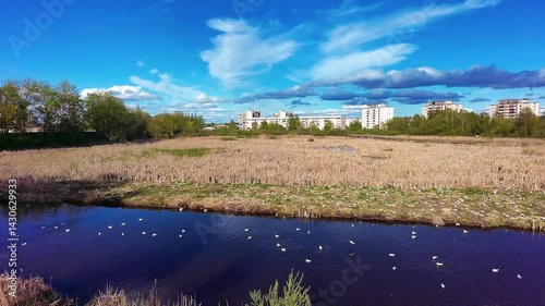 Bird flying, river in sunny day.