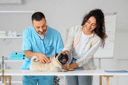 Veterinarian examining pug ...