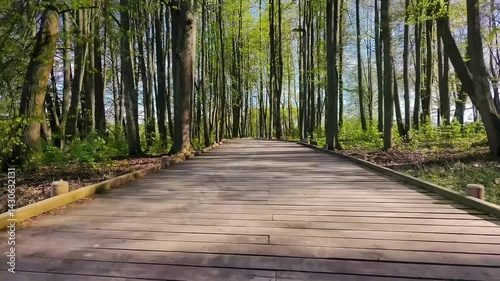 Boardwalk in the forest. Wood walking road.