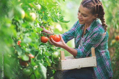 Young woman gathering tomatoes
