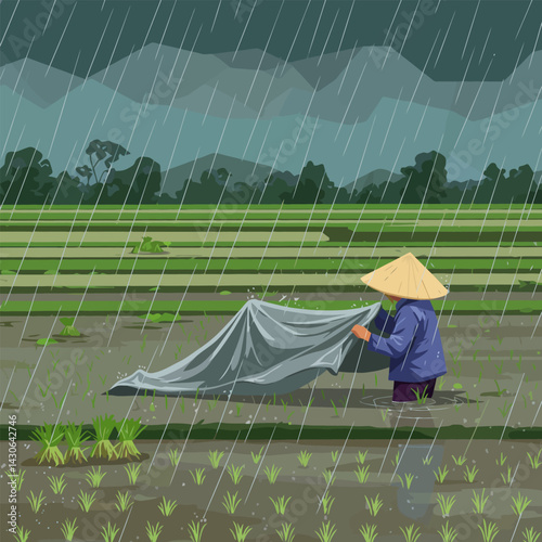 Working Farmer Protecting Rice Field During Heavy Rain with Cover