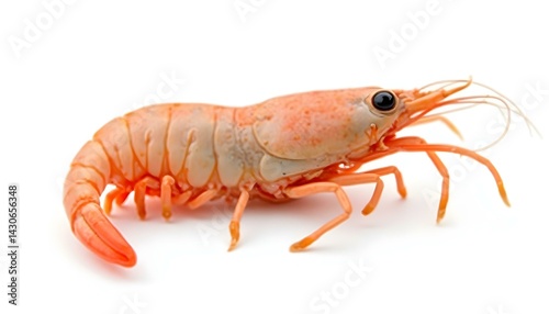 Wallpaper Mural shrimp isolated on a white background Torontodigital.ca