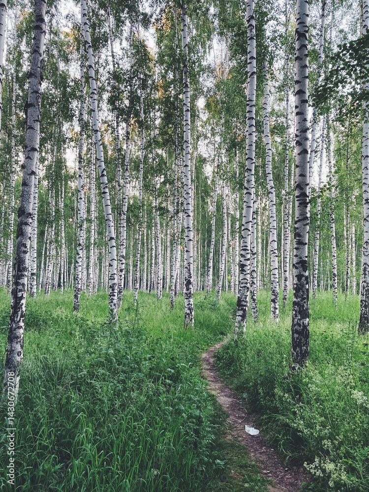 Naklejka premium footpath in the birch forest