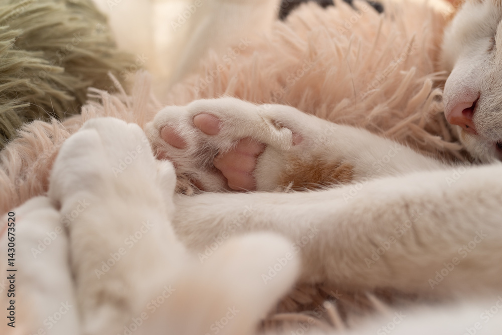 可愛い猫の肉球をマクロレンズで撮影 可愛い猫の肉球をマクロレンズで撮影