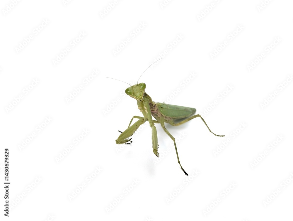 Fototapeta premium Praying mantis (Mantodea) isolated on white background 