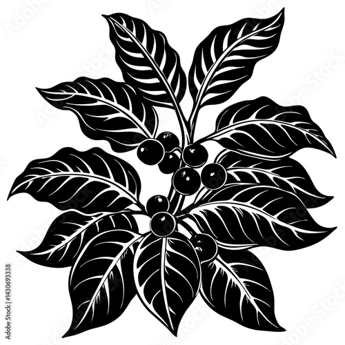 Coffee Plant