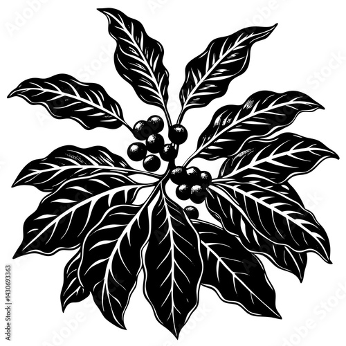 Coffee Plant