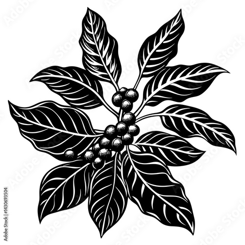 Coffee Plant