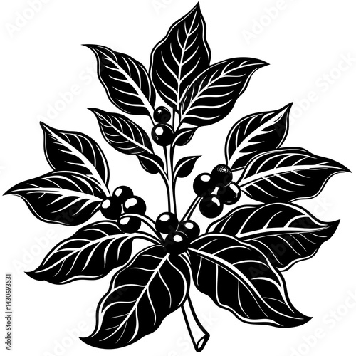 Coffee Plant