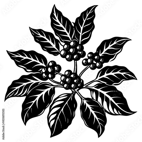 Coffee Plant