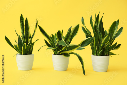 Beautiful sansevieria plant...