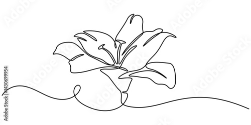One continuous line drawing of beauty fresh lily for garden logo. vector illustration, Single one line drawing beauty fresh perennials lilium for garden logo. Printable decorative true lilies flower.