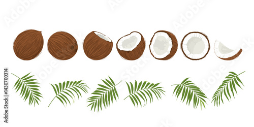 Big set with coconuts and palm leaves hand drawn.