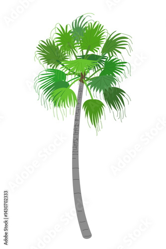 vector flat palm tree. Clip art isolated on transparent background.